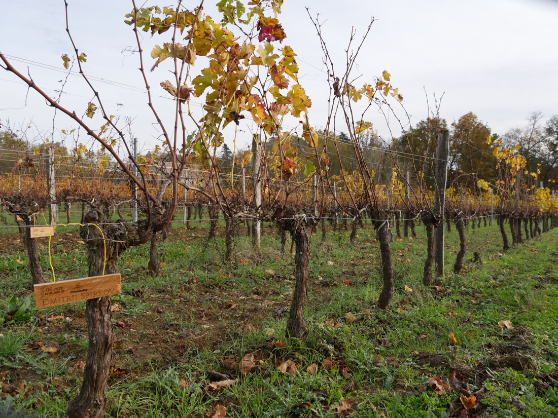Виноградник на урожай